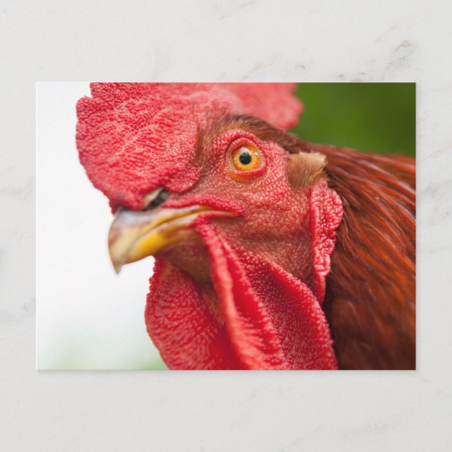 Cartão Postal Rhode Island Red Rooster (Frente)