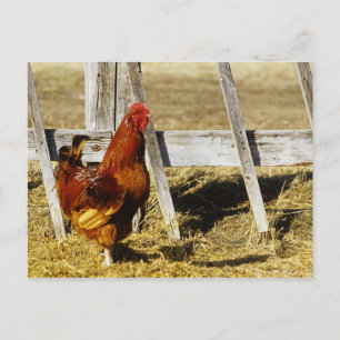 Cartão Postal Rhode Island Red Rooster