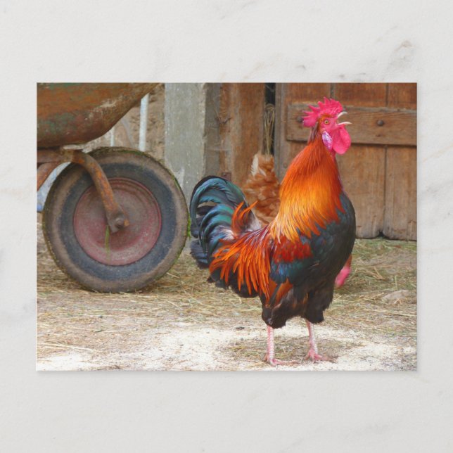 Cartão Postal Rhode Island Red Rooster Crowing em Barnyard (Frente)