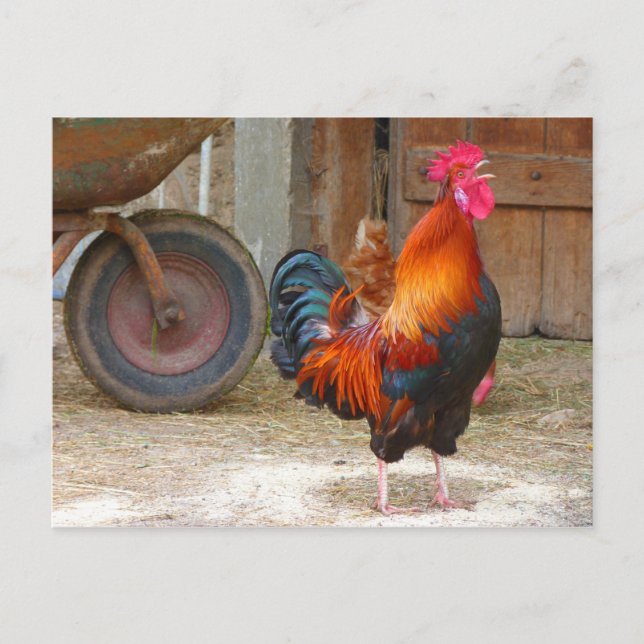 Cartão Postal Rhode Island Red Rooster Crowing em Barnyard (Frente)