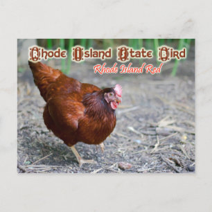 Cartão Postal Rhode Island State Bird: Rhode Island Red