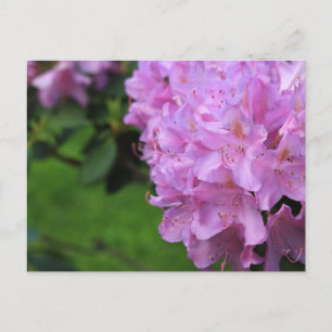 Cartão Postal Rhododendron