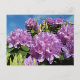 Cartão Postal Rhododendron