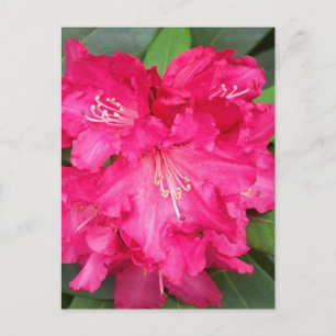 Cartão Postal Rhododendron A Rosa