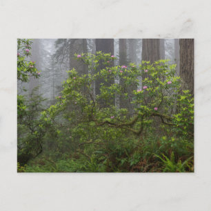 Cartão Postal Rhododendron no Parque Nacional de Redwood, Califó