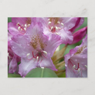 Cartão Postal Rhododendron rosa
