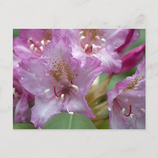 Cartão Postal Rhododendron rosa (Frente)