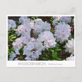 Cartão Postal Rhododendron "Wedding Bouquet"