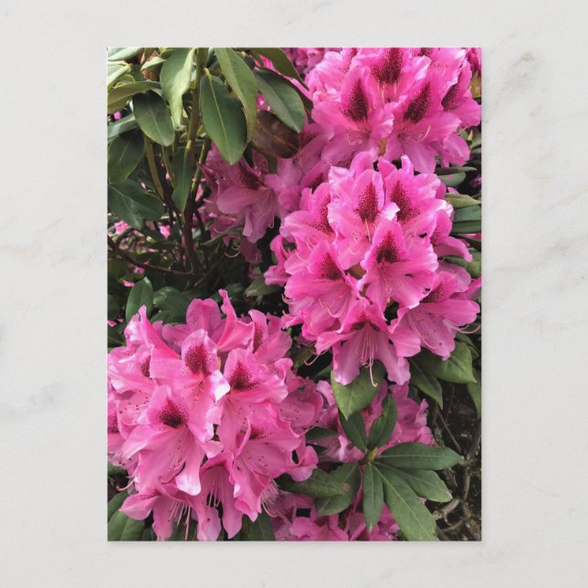 Cartão Postal Rhododendrons Cynthia, Oregon (Frente)