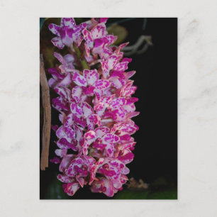 Cartão Postal Rhynchostylis gigantea