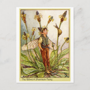 Cartão Postal Ribwort Plaintain Fairy