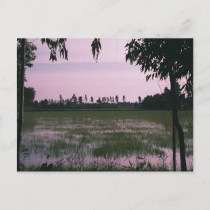 Cartão Postal Rice Paddies