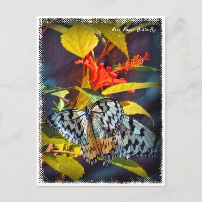 Cartão Postal Rice Paper Butterfly (Frente)
