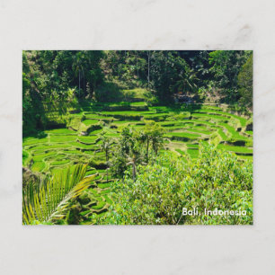 Cartão Postal Rice Terraces de Bali, Indonésia