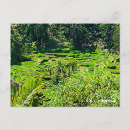 Cartão Postal Rice Terraces de Bali, Indonésia