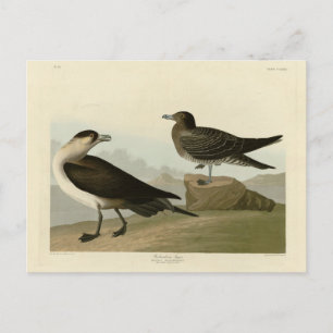 Cartão Postal Richardson's Jager das Aves da América de Audubon