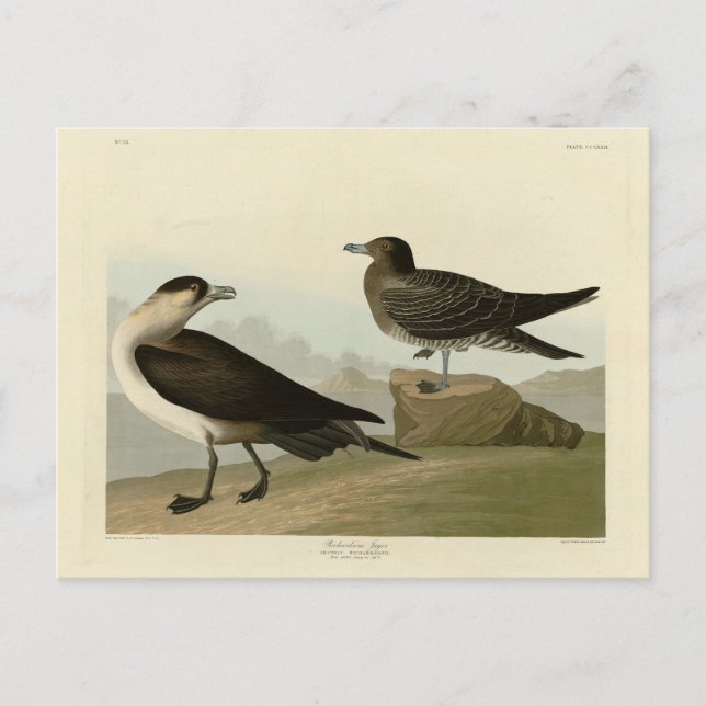 Cartão Postal Richardson's Jager das Aves da América de Audubon (Frente)