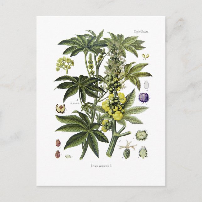 Cartão Postal Ricinus communis (Castor Oil Plant) (Frente)