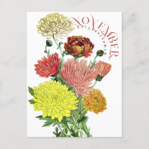Cartão Postal Rico de Chrysanthemum Postca