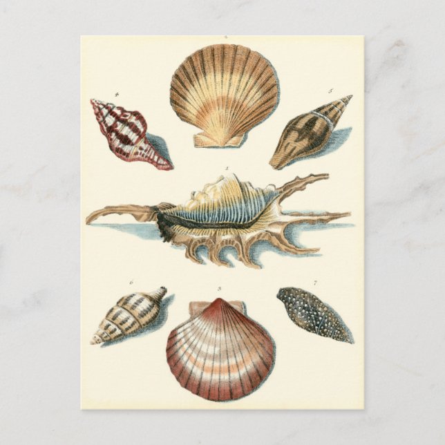 Cartão Postal Rico Shell Beach (Frente)