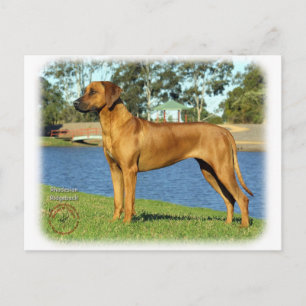 Cartão Postal Ridgeback rodesiano