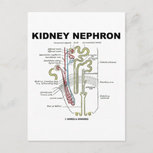 Cartão Postal Rim Nephron