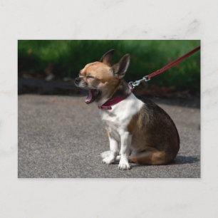 Cartão Postal Rindo de Chihuahua