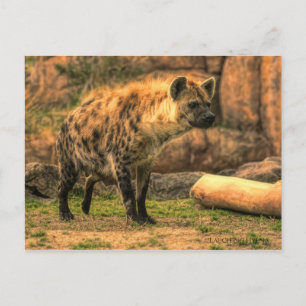 Cartão Postal Rindo de Hyena (Ver. 2.0):Cartão postal
