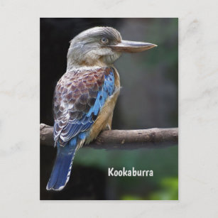 Cartão Postal Rindo de Kookaburra Bird