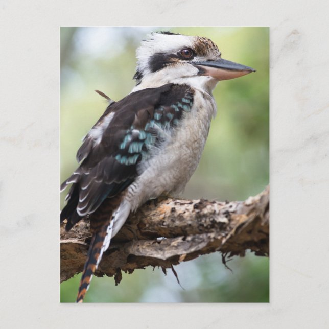 Cartão Postal Rindo de kookaburra na Ilha Fraser, Austrália (Frente)