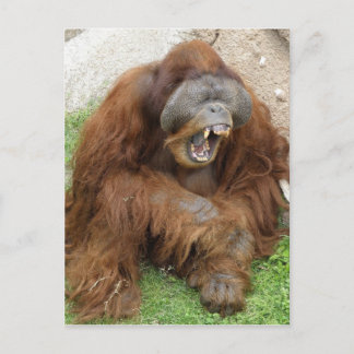 Cartão Postal Rindo de Orangutan