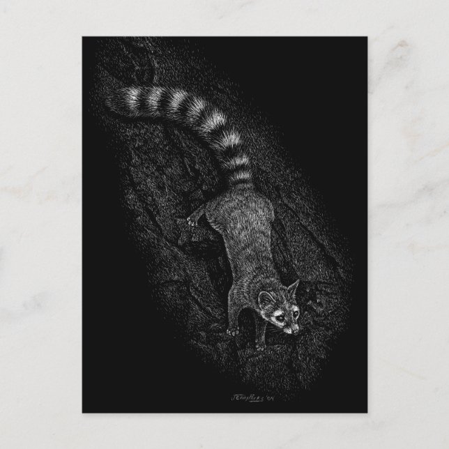 Cartão Postal Ringtail (Frente)
