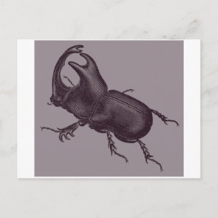 Cartão Postal Rino Beetle, Scarabeus Chorinaeus