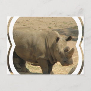 Cartão postal Rinoceronte