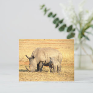 Cartão Postal Rinoceronte-branco na áfrica