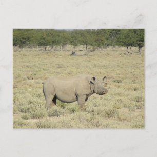 Cartão Postal rinoceronte etosha