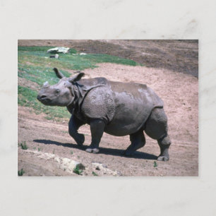 Cartão Postal Rinoceronte excelente, de Corno Único