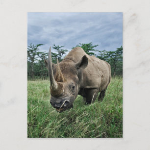 Cartão Postal Rinoceronte Negro, Diceros bicornis, Quênia