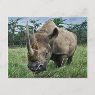 Cartão Postal Rinoceronte Negro Quênia