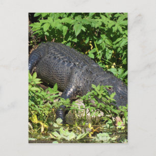 Cartão Postal Rio Alligator Silver