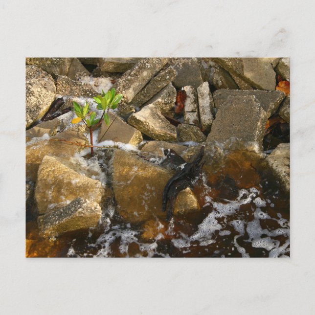 Cartão Postal Rio Rocks Cement Blocks e Mangrove Seedling (Frente)