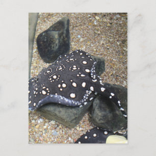 Cartão Postal Rio Stingray nº 14