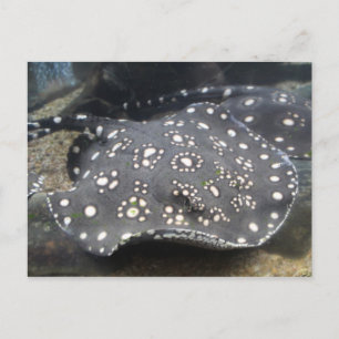 Cartão Postal Rio Stingray nº 15