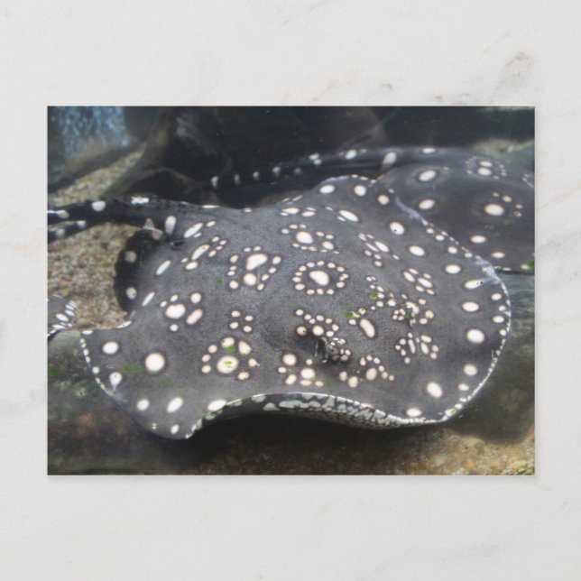 Cartão Postal Rio Stingray nº 15 (Frente)