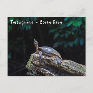 Cartão Postal Rio Turtle, banho de sol em Tortuguero - Costa Ric