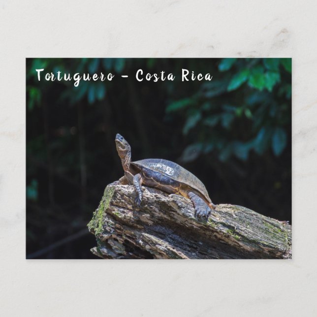Cartão Postal Rio Turtle, banho de sol em Tortuguero - Costa Ric (Frente)