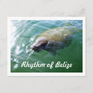 Cartão Postal Ritmo de Belize Manatee na placa de Vazio do rio