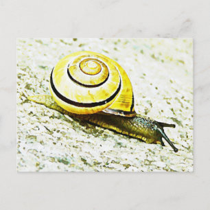 Cartão Postal Ritmo do Caracol