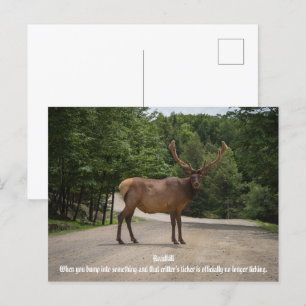 Cartão Postal Roadkill