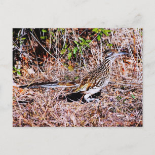 Cartão Postal Roadrunner Bird